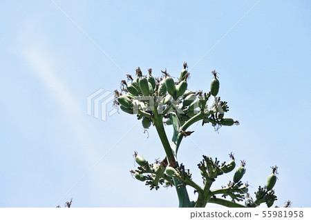 Green agave fruit Green agave fruit 55981958