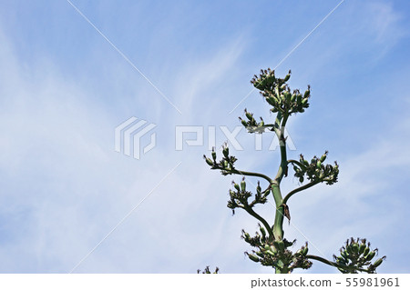 綠色龍舌蘭果實 綠色龍舌蘭果實 55981961