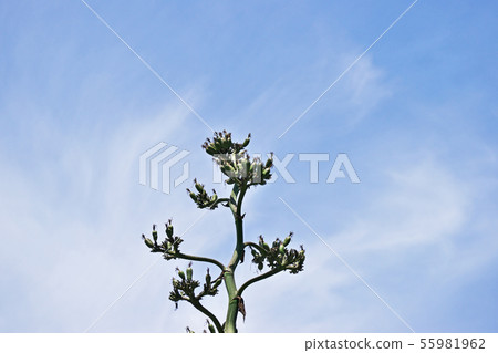 綠色龍舌蘭果實 55981962