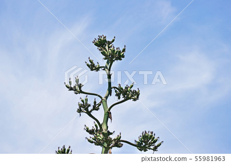 綠色龍舌蘭果實 55981963