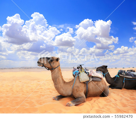 Camels in Sahara desert, Morocco Camels in Sahara desert, Morocco 55982470