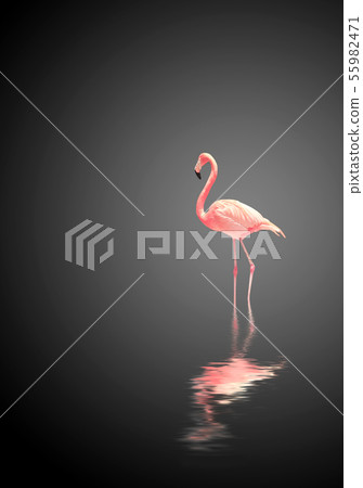 Flamingo on black background 55982471