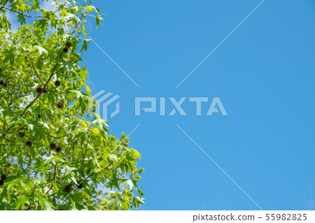 American sweetgum, Liquidambar styraciflua American sweetgum, Liquidambar styraciflua 55982825