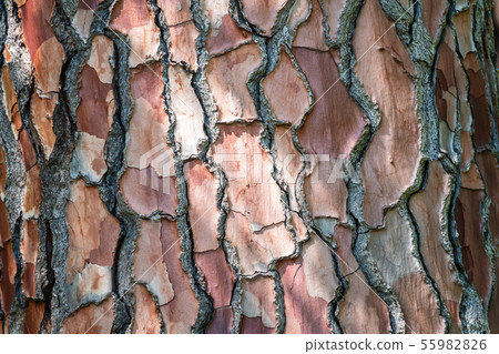 Bark of pine tree. Bark of pine tree. 55982826