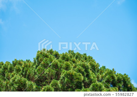 Crown of lush green pine tree with long needles Crown of lush green pine tree with long needles 55982827