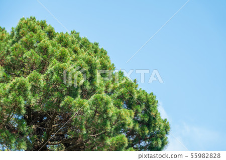Crown of lush green pine tree with long needles Crown of lush green pine tree with long needles 55982828