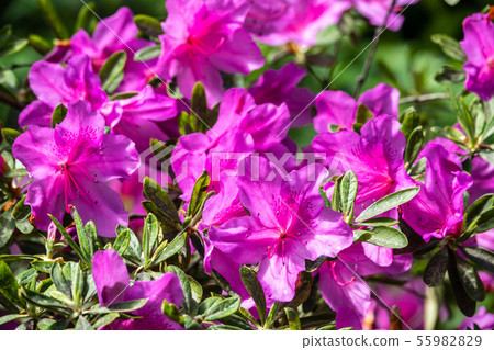 Pink rhododendron blossoms with a beautiful blur Pink rhododendron blossoms with a beautiful blur 55982829