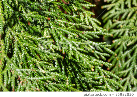 Green branches and young leaves of a thuja tree. Green branches and young leaves of a thuja tree. 55982830