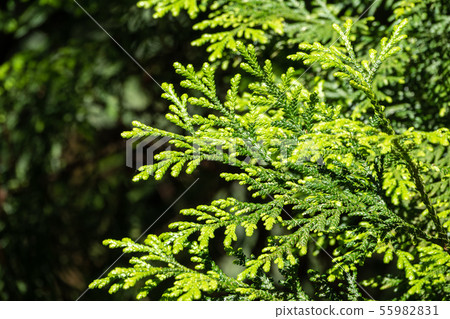 Green branches and young leaves of a thuja tree. Green branches and young leaves of a thuja tree. 55982831
