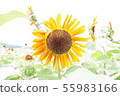 向日葵 55983166