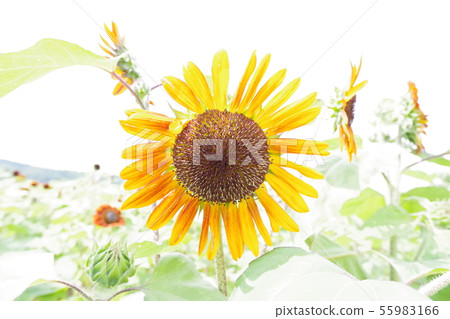 向日葵 55983166