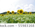 向日葵 55983168