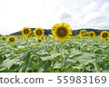 向日葵 55983169