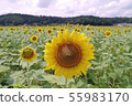 向日葵 55983170