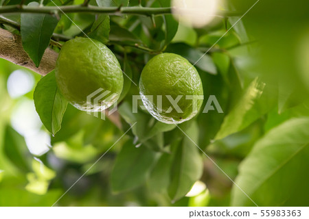 在樹的藍色檸檬果子 在樹的藍色檸檬果子 55983363