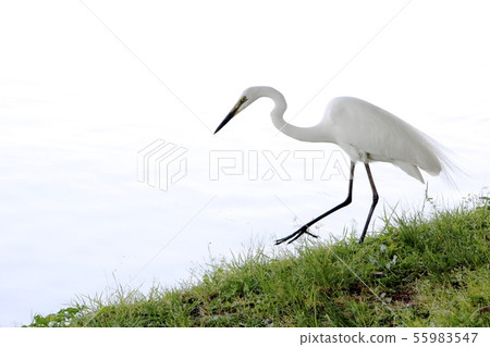 Birds living in Fukuoka Ohori Park Birds living in Fukuoka Ohori Park 55983547