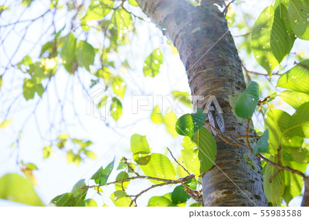 Insect collection 2 55983588