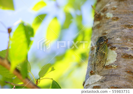 樹蔭下的陰影15 樹蔭下的陰影15 55983731