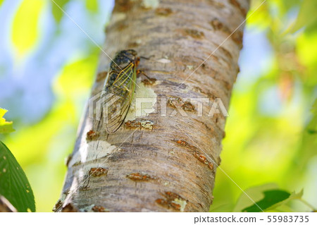 樹蔭下的陰影12 55983735