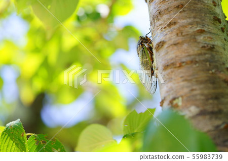 Shade in the shade 6 55983739