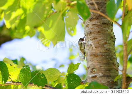 Shark bears 1 55983743