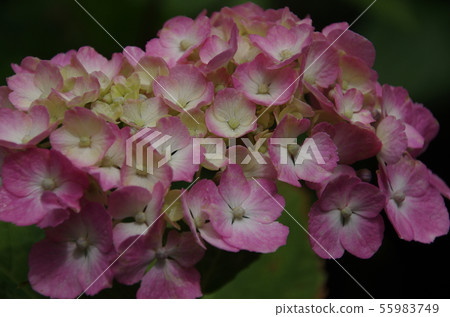 Hydrangea of Shrine Shrine 55983749