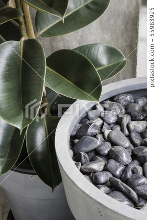 Tropical green tree pot interior Tropical green tree pot interior 55983925
