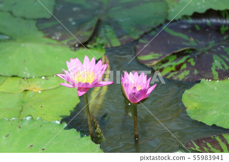 Tropical water lily Tropical water lily 55983941