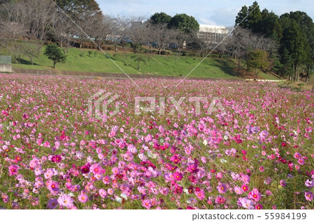 Cosmos Field, Omitama City 55984199
