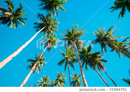 A forest of palm trees A forest of palm trees 55984791