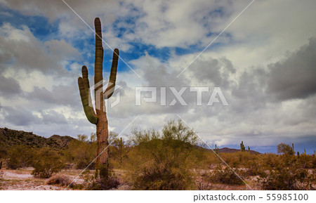 Saguaro cactus in mountains, Arizona desert Saguaro cactus in mountains, Arizona desert 55985100