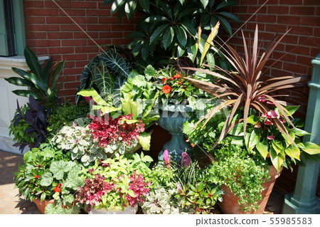 一個花園 55985583