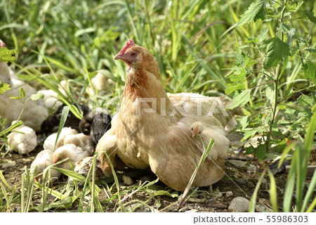Parent and child of chickens 55986303