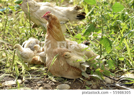 Chicken mother and child 55986305