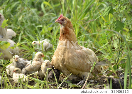 雞父母和孩子 55986315
