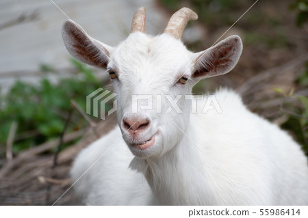 goat 55986414
