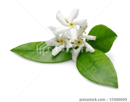 Star jasmine flowers with leaves isolated Star jasmine flowers with leaves isolated 55986609