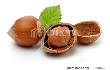 Hazelnuts and leaf isolated on white 55986629