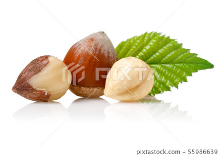 Hazelnuts and leaf isolated on white Hazelnuts and leaf isolated on white 55986639