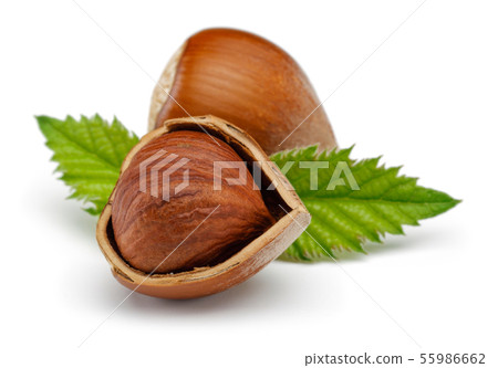 Hazelnuts and leaves isolated on white Hazelnuts and leaves isolated on white 55986662