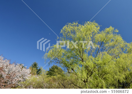 在埼玉縣入間市的彩之森入間公園,在春天的藍天和柳樹中拍照留念 在埼玉縣入間市的彩之森入間公園,在春天的藍天和柳樹中拍照留念 55986872
