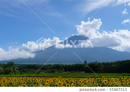 Fuji and sunflower in Lake Yamanaka 55987313