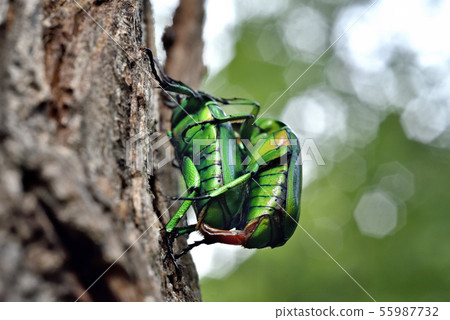 Mating of Ao kanun 55987732