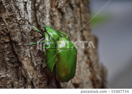 Mating of Ao kanun 55987734