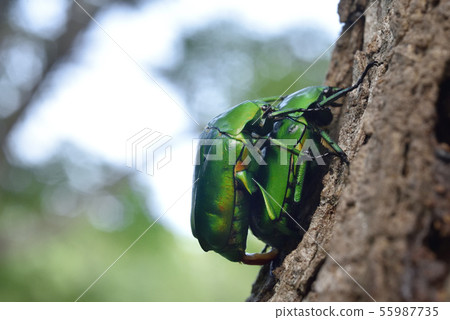 Mating of Ao kanun 55987735