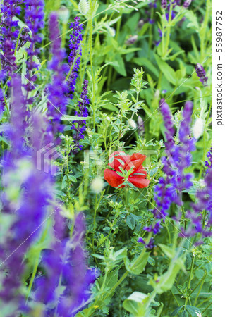 red poppies and purple sage. Wildflowers close-up. red poppies and purple sage. Wildflowers close-up. 55987752