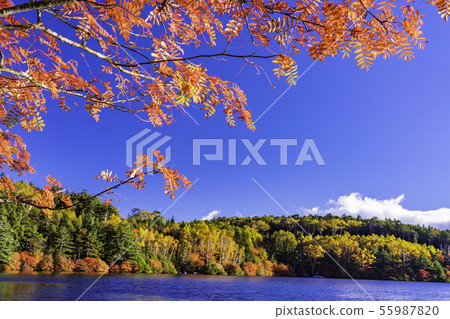 （長野縣）白樺池塘/湖畔的秋葉 55987820