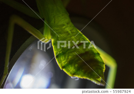 Mantis (clear abdomen) Mantis (clear abdomen) 55987924