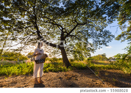 Beautiful fashion women in tree forest sunset Beautiful fashion women in tree forest sunset 55988028