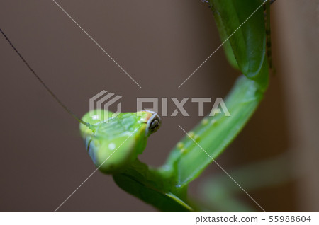 Mantis (length 5cm tactile) Mantis (length 5cm tactile) 55988604
